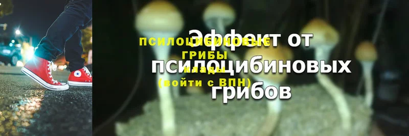 купить наркотик  Ворсма  Галлюциногенные грибы Psilocybe 